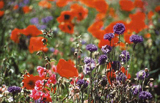 Our Wildflower seeds bloom into beautiful flowers just like these!