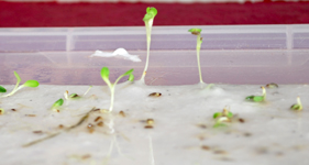 Our seeded paper sprouting after 2 weeks of watering!