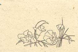 Lotka Seeded Wildflower Blank card set of 6 Cards and A5 Envelopes - Prim Rose and Monkey Flower Design