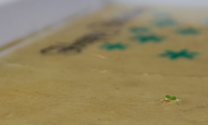 A sprout coming out of the card!