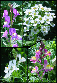 These are a few of the flowers in our Wild Flower Seed blend, this is what is in most of our paper