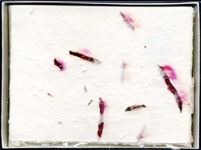 Beet Handmade Paper Notecards