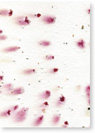 Carnation and Seed Paper
