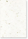 Swiss Chard and Seed Paper