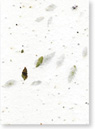 Leather Fern and Seed Paper