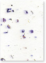 Purple Larkspur and Seed Paper