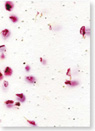 Stock and Seed Paper