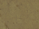 aspen vegetable dyed paper (Seeded)