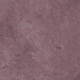 Plum Lotka Paper