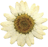 Pressed Flowers