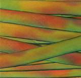 Earth Silk Dyed Ribbon