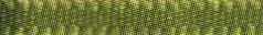 Lemon Grass Offray Ribbon
