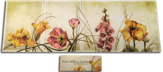 Seeded Wildflower Collection Set of 4 Cards