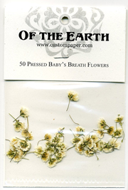 50 Baby's Breath Pressed Flowers