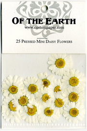 25 Mini Daisy Pressed Flowers