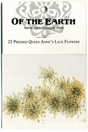 25 Queen Anne's Lace Pressed Flowers