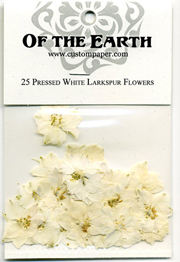 25 White Larkspur Pressed Flowers