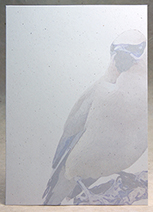 Waxwing